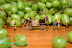 Grape Harvest - While you were sleeping...  Photography by Lon Casler Bixby - Copyright - All Rights Reserved - www.whileyouweresleeping.photography/