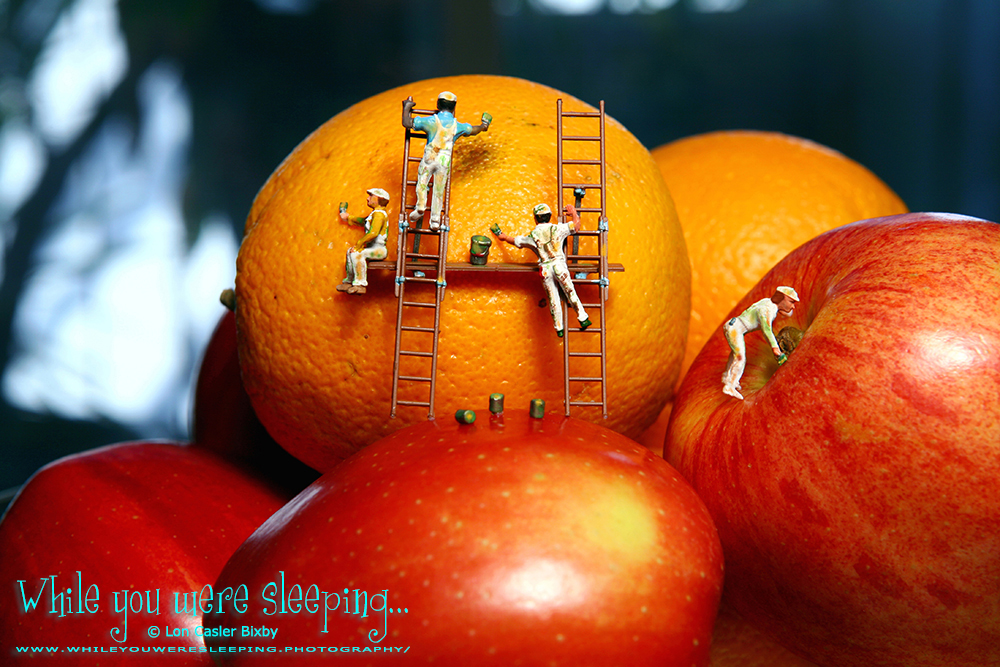 Apples and Oranges. The others ignored Stanley as he searched for a comparison. - While you were sleeping...  Photography by Lon Casler Bixby - Copyright - All Rights Reserved - www.whileyouweresleeping.photography/